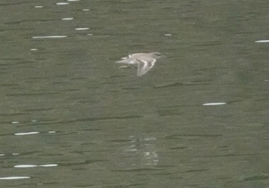 Spotted Sandpiper - ML305894301