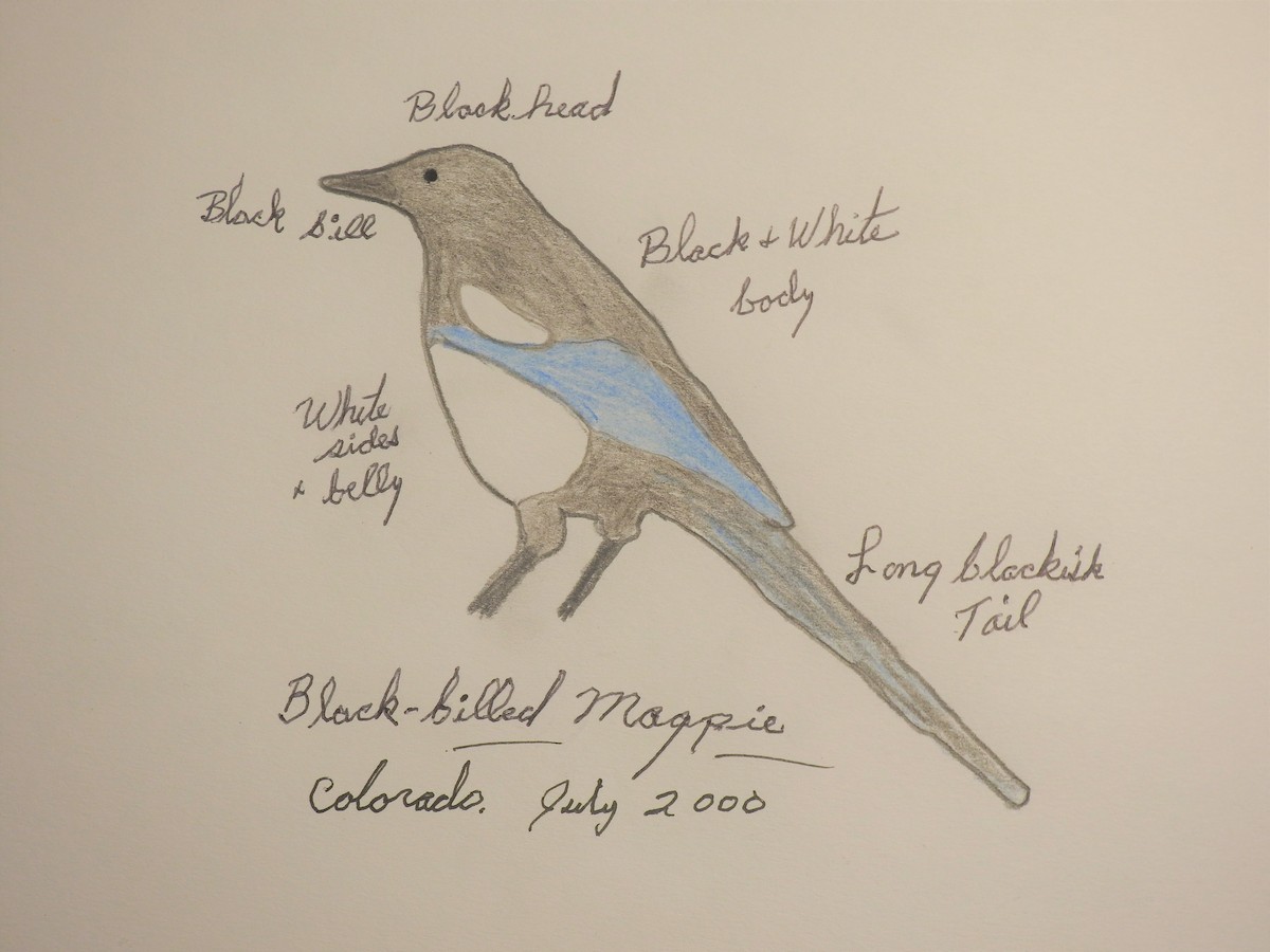 Black-billed Magpie - Jack Kelly