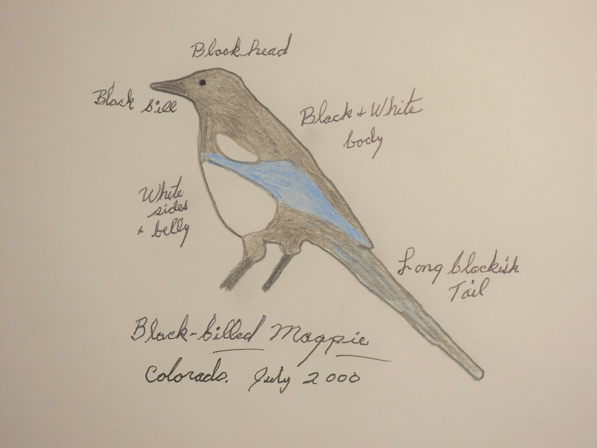 Black-billed Magpie - ML305894441