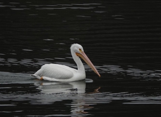American White Pelican - ML305894461