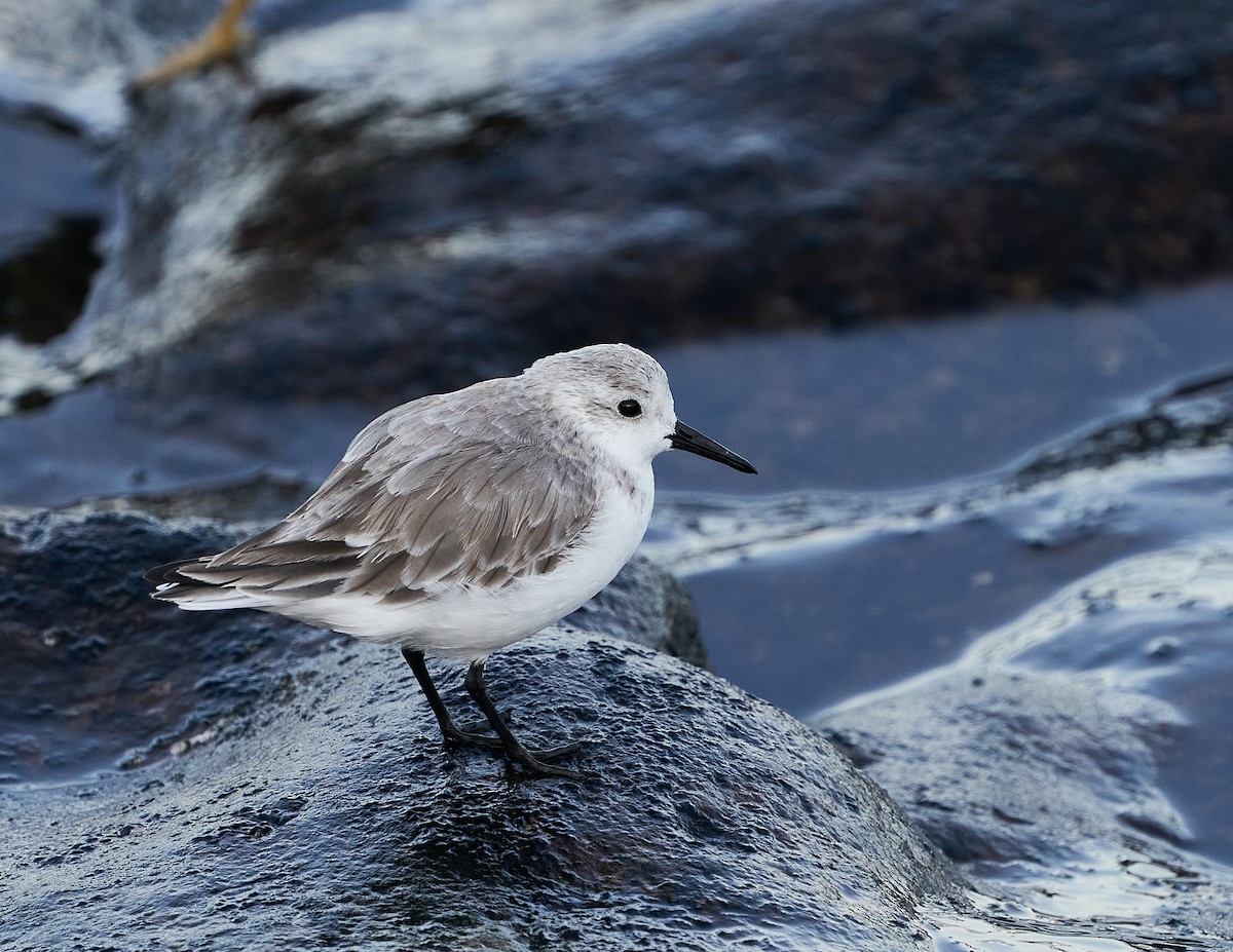 Bécasseau sanderling - ML305894631