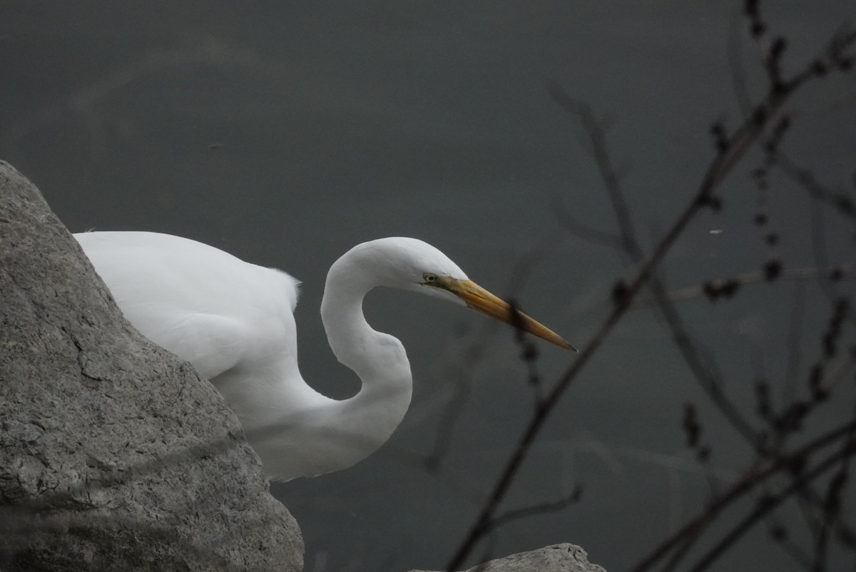 Great Egret - ML305894641