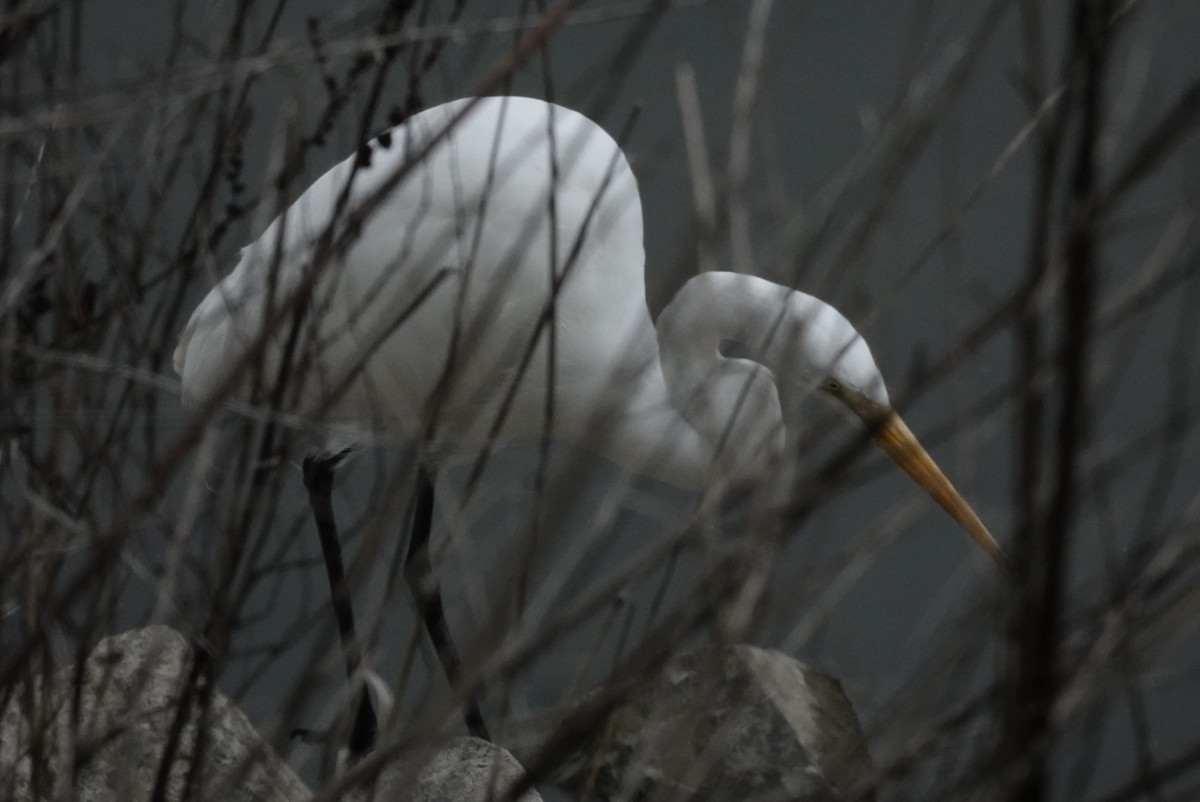 Great Egret - ML305894651