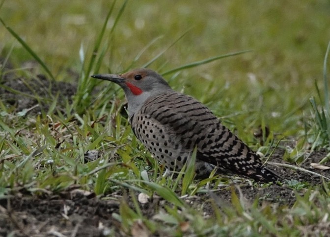 Northern Flicker - ML305895041