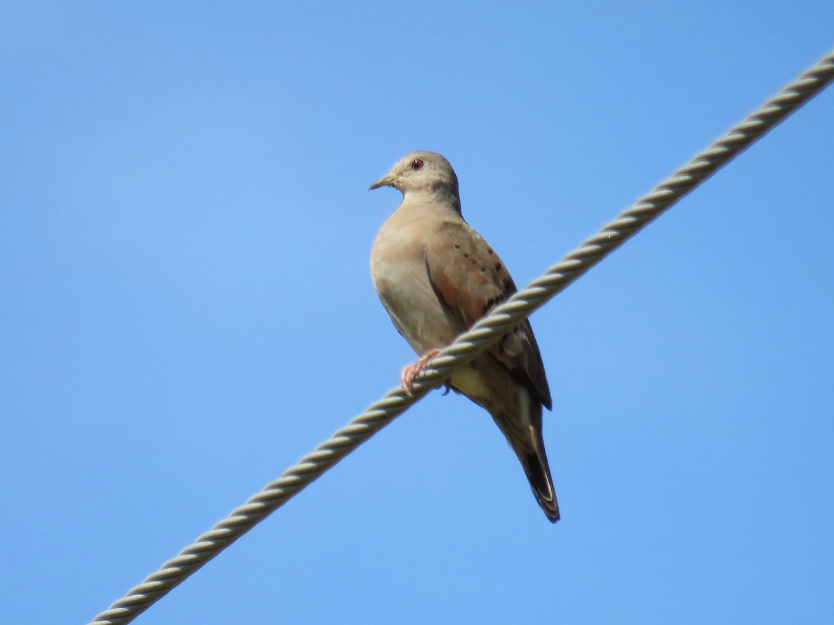 Ruddy Ground Dove - ML30589511