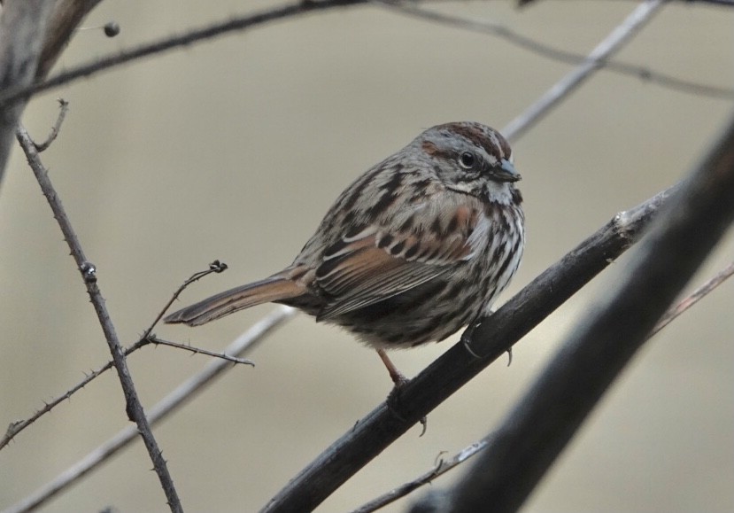 Song Sparrow - ML305895361