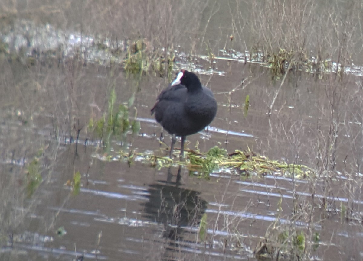 Red-knobbed Coot - Javier Train Garcia