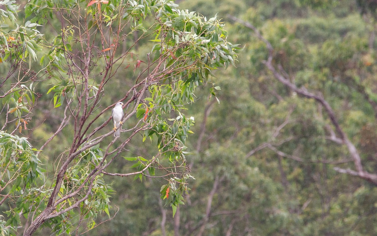 Gray Goshawk - ML305898741