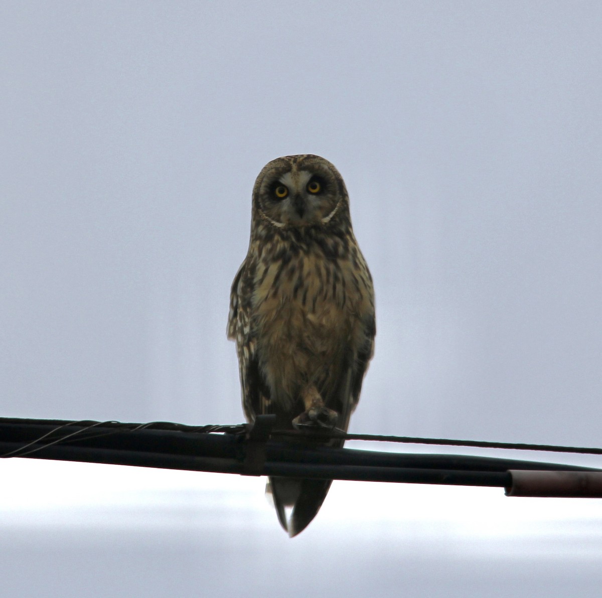 Short-eared Owl - Jon Stippick