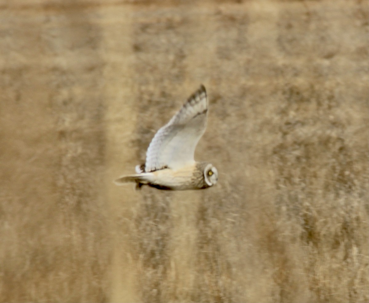 Short-eared Owl - ML305900931