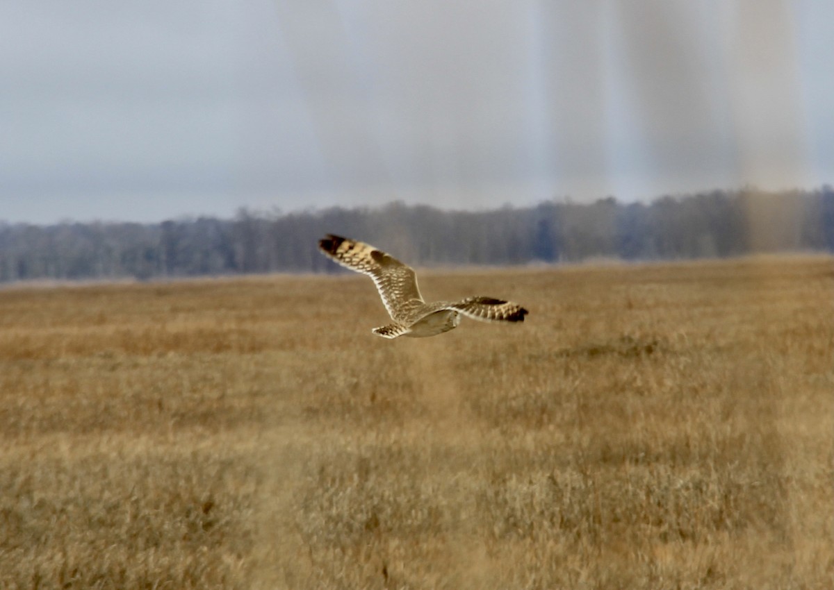 Short-eared Owl - ML305900941