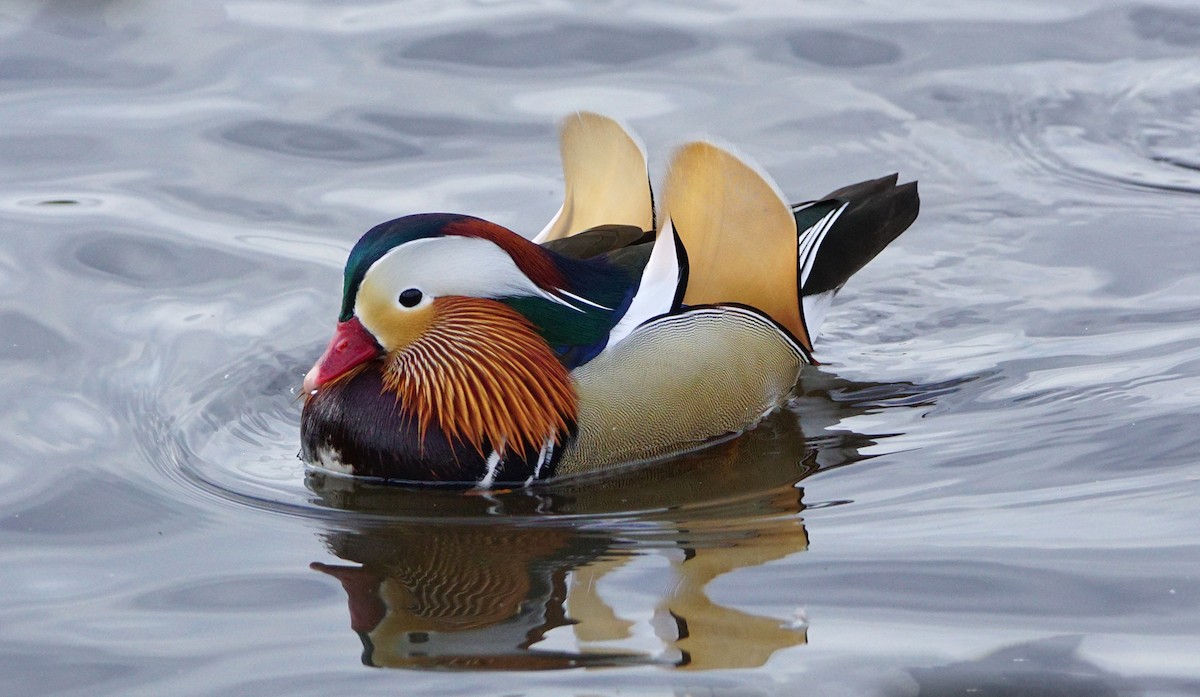 Mandarin Duck - ML305904131