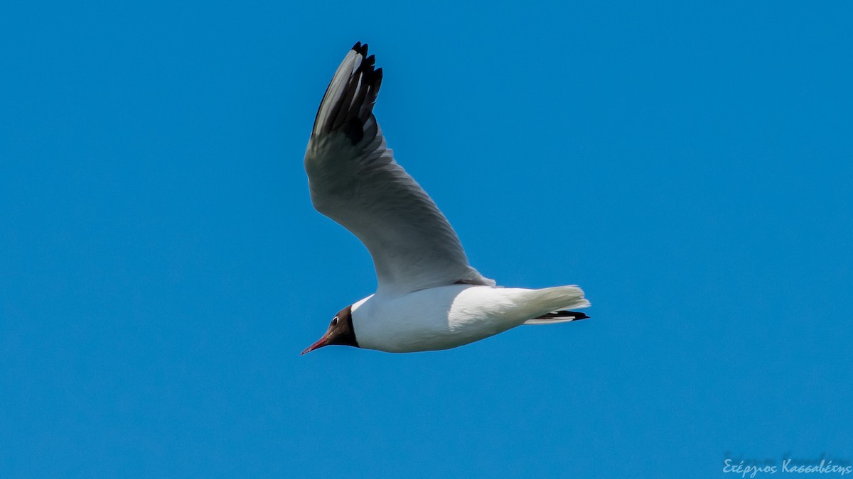 Black-headed Gull - ML305904331