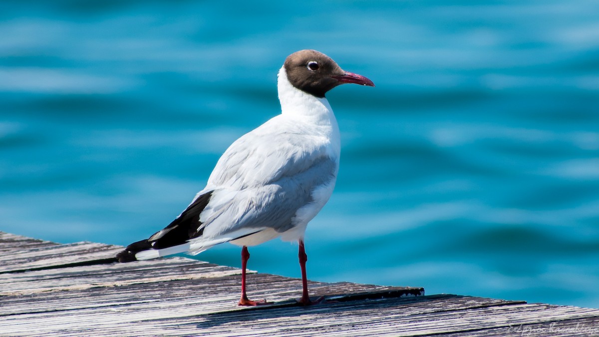 Mouette rieuse - ML305904371