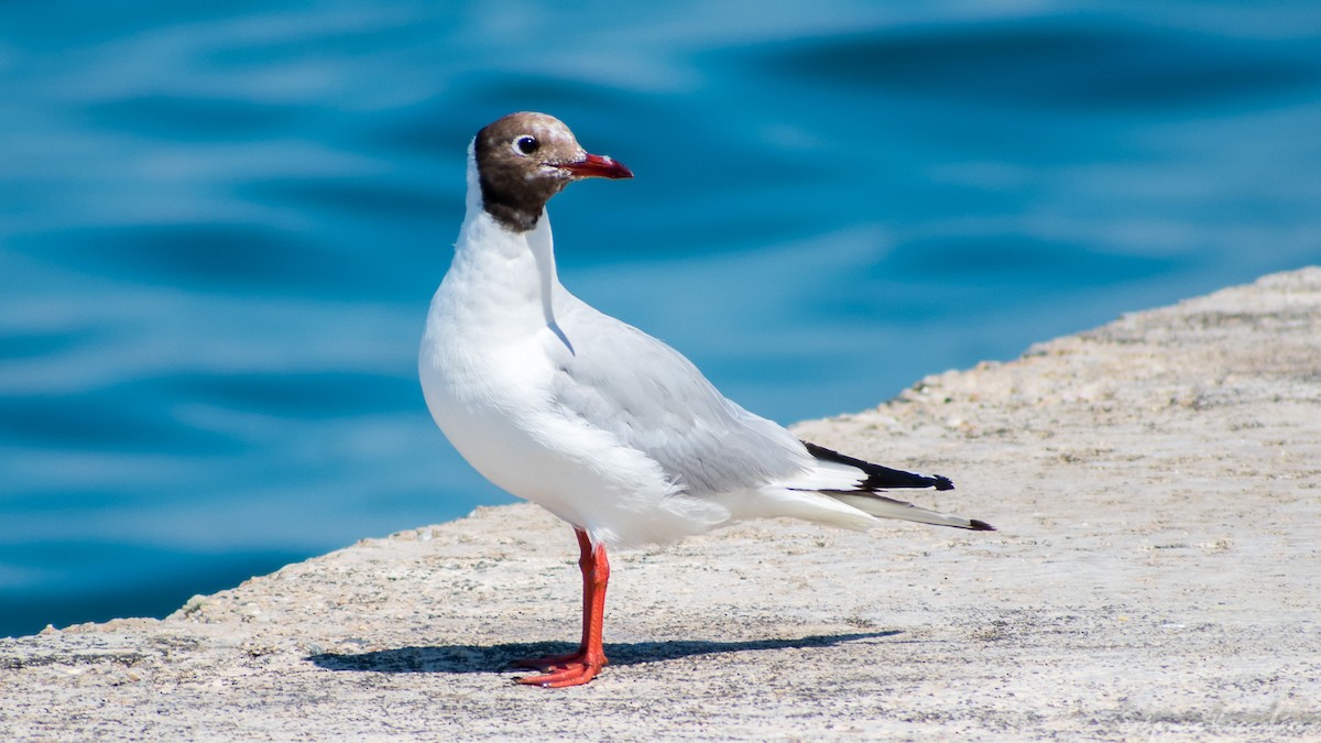 Mouette rieuse - ML305904551