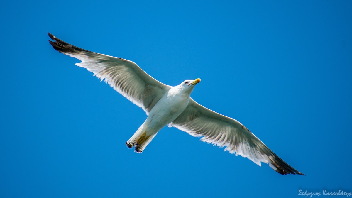 Yellow-legged Gull - Stergios Kassavetis