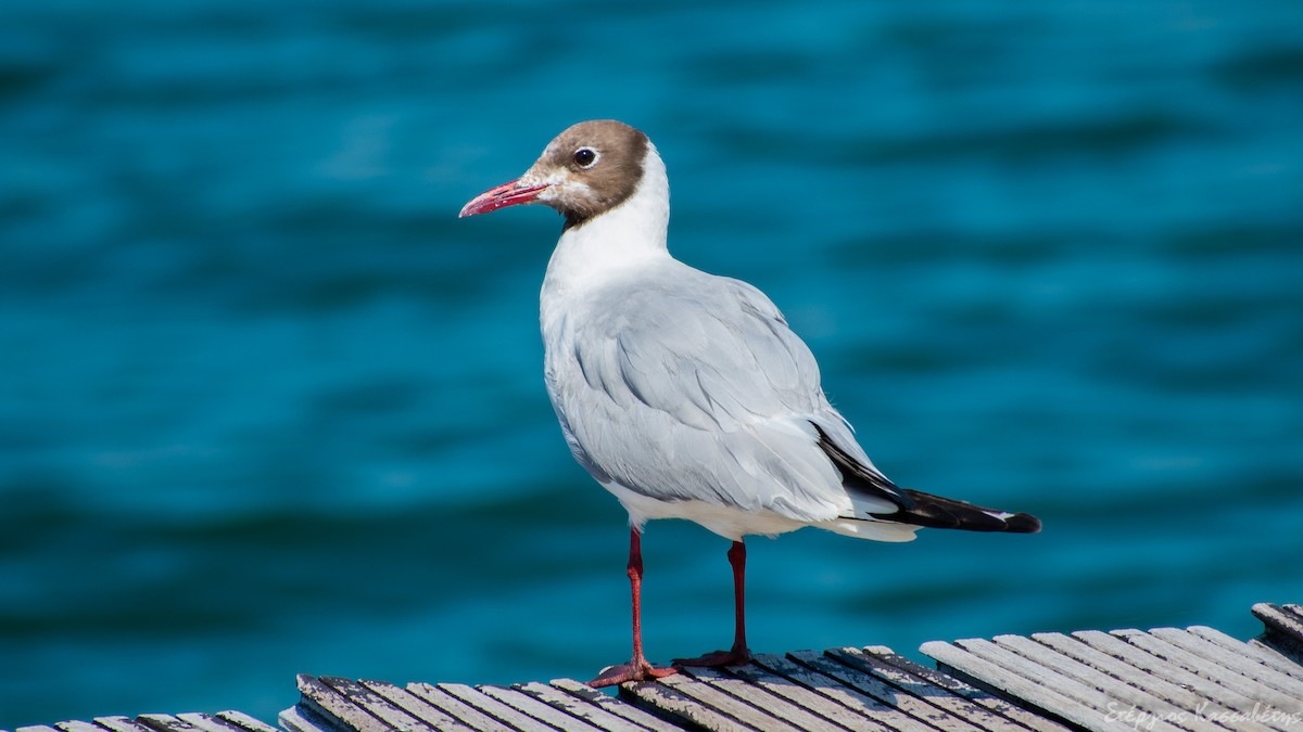Mouette rieuse - ML305904581