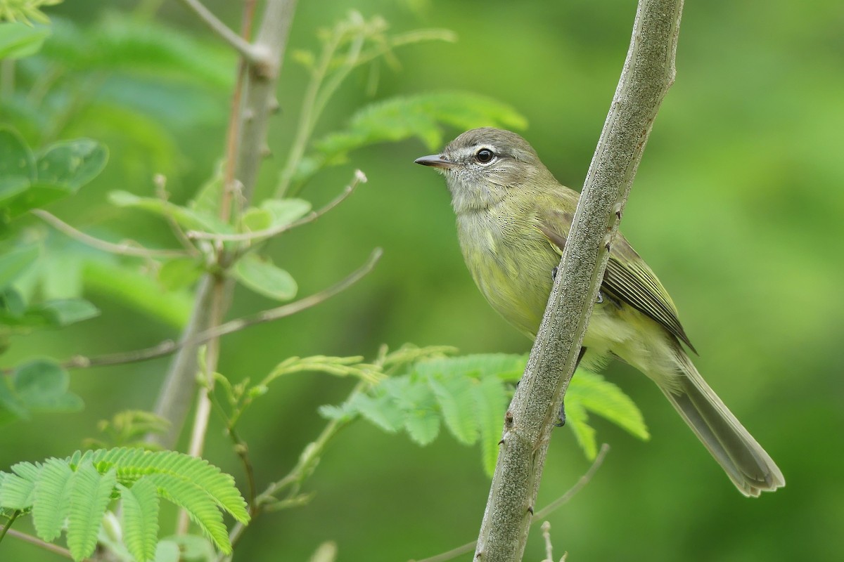 Greenish Elaenia - Jorge  Quiroga