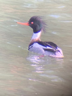 Сэвгэр бохио - ML305905991