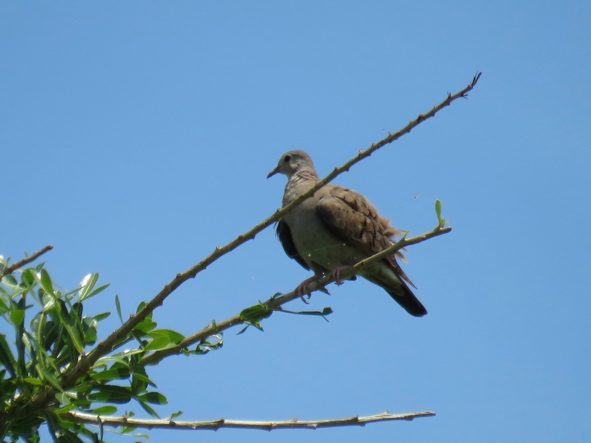 Ruddy Ground Dove - ML30590721