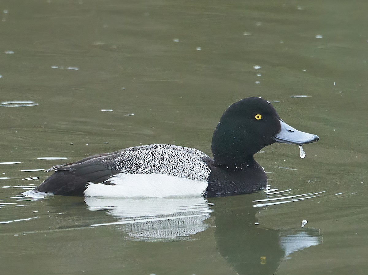 Greater Scaup - Brooke Miller