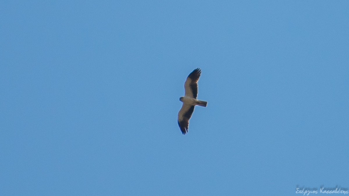 Booted Eagle - ML305908291