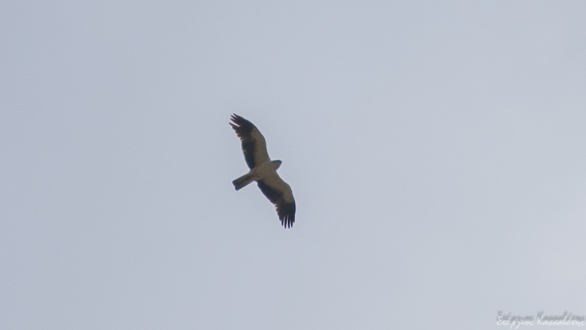 Booted Eagle - ML305908301