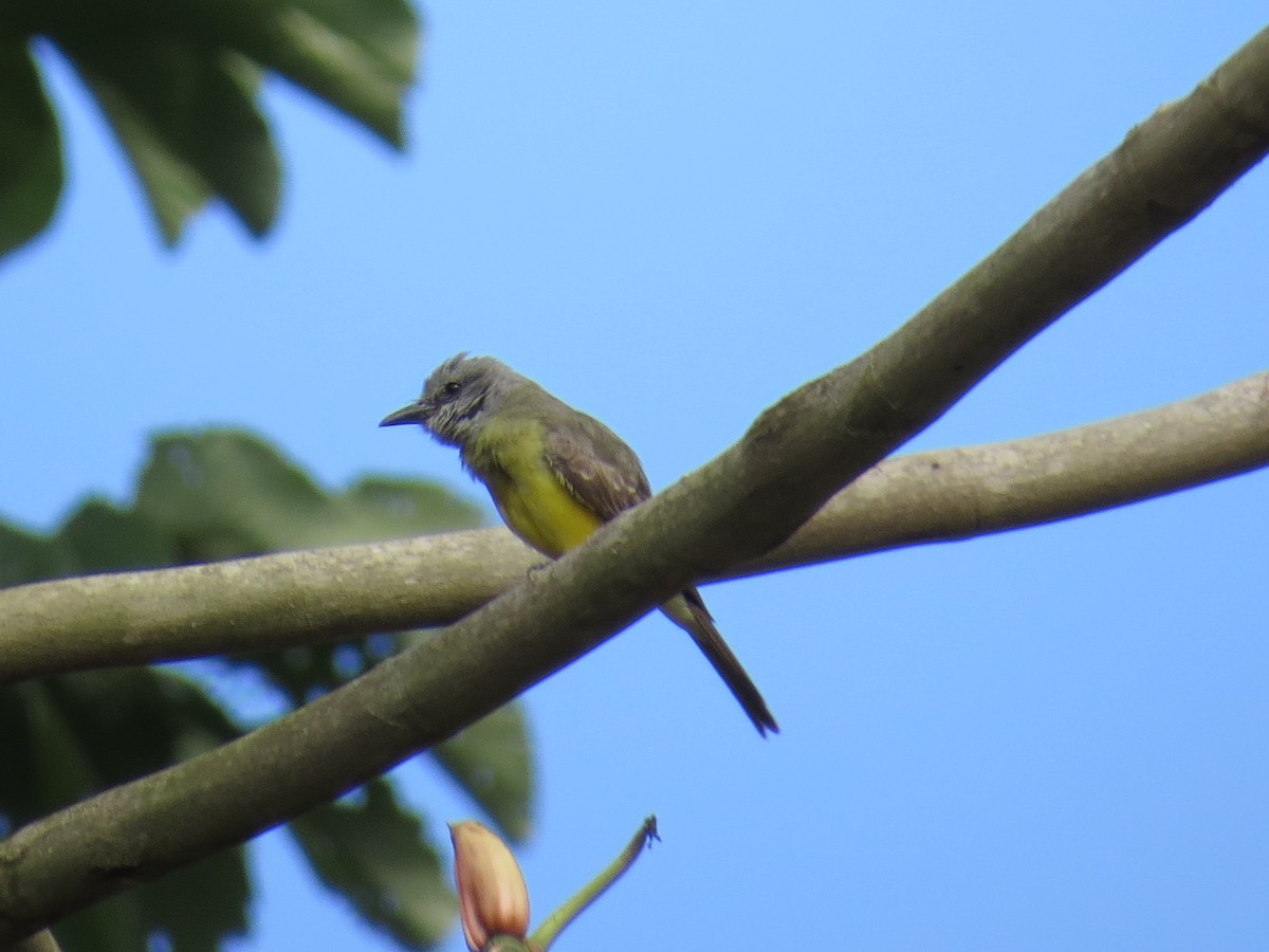 Tropical Kingbird - ML305908701