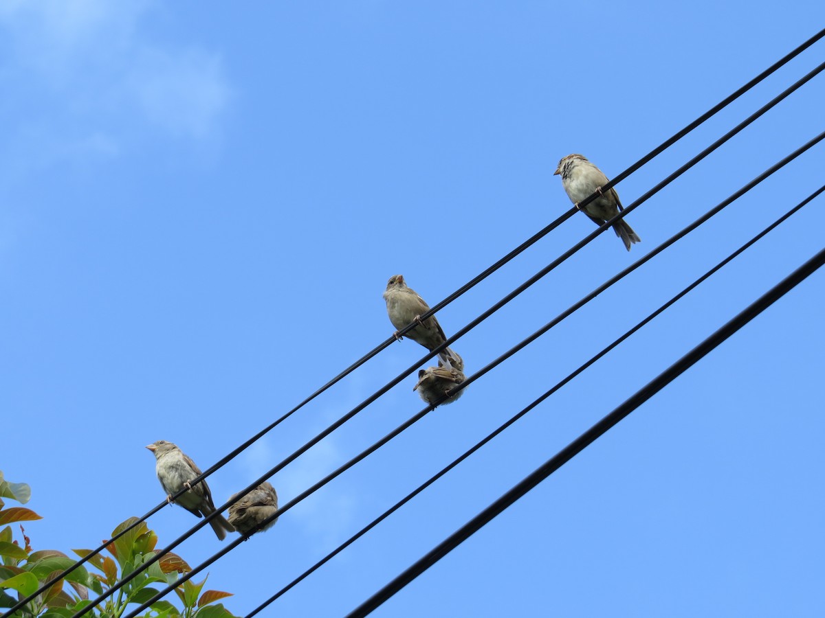 House Sparrow - ML305909151