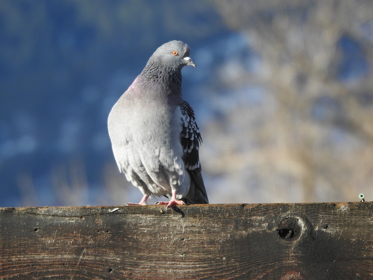 Rock Pigeon (Feral Pigeon) - Jim Walton