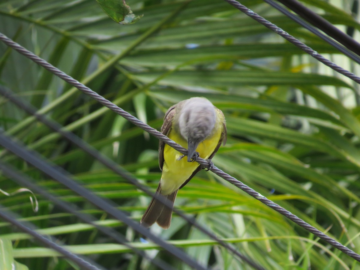 Tropical Kingbird - ML305909541