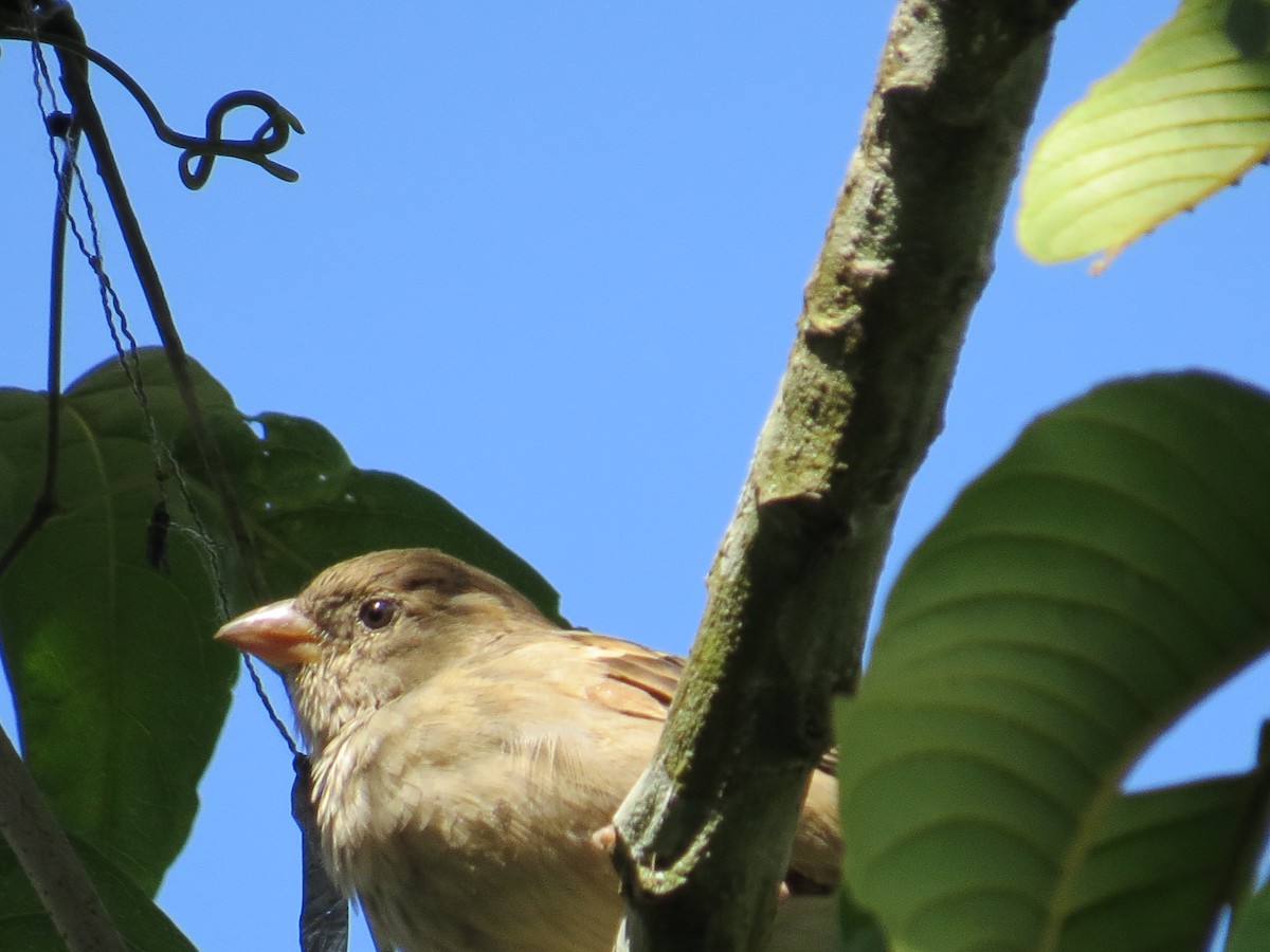 House Sparrow - ML305909661