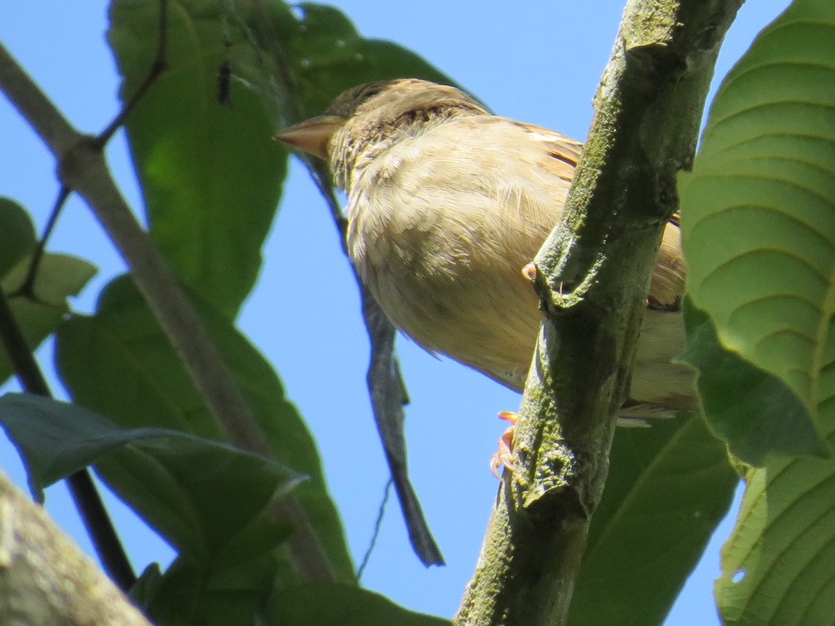 House Sparrow - ML305909681