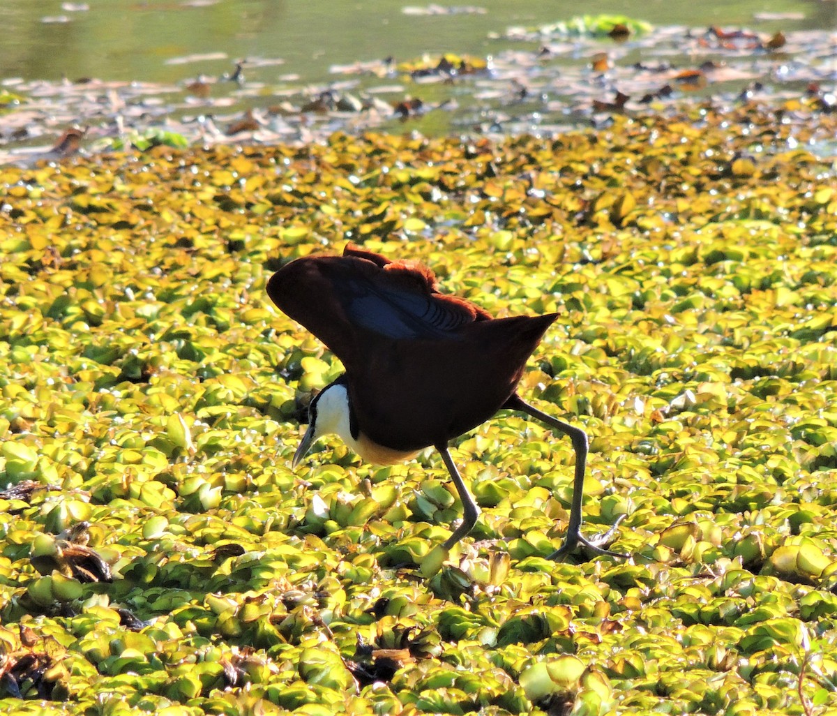 Jacana à poitrine dorée - ML305909841