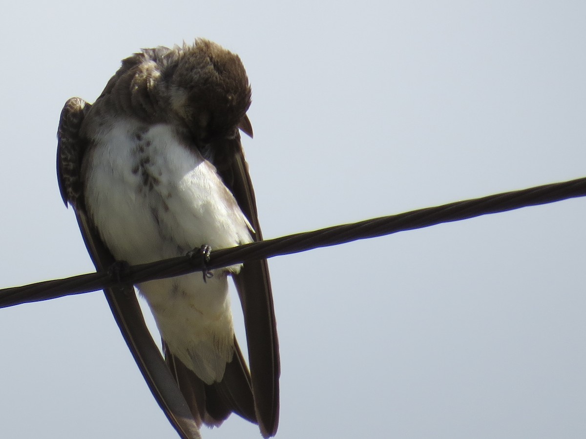 Brown-chested Martin - ML305909871