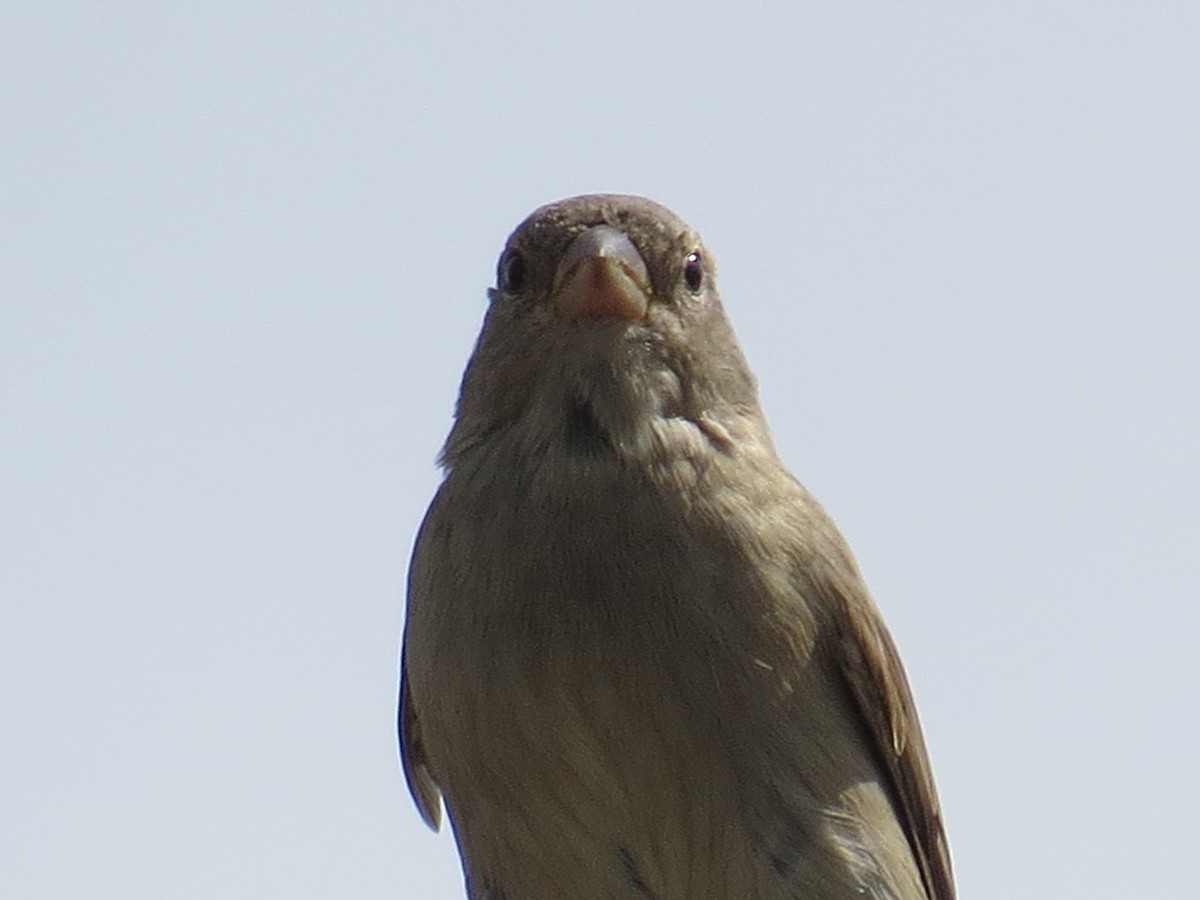 Moineau domestique - ML305909981