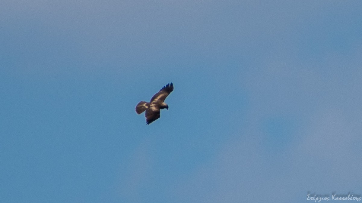 Booted Eagle - ML305910531