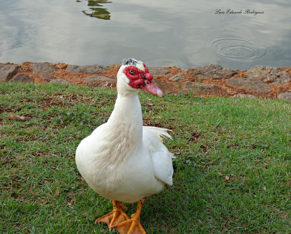 Muscovy Duck (Domestic type) - ML305912191