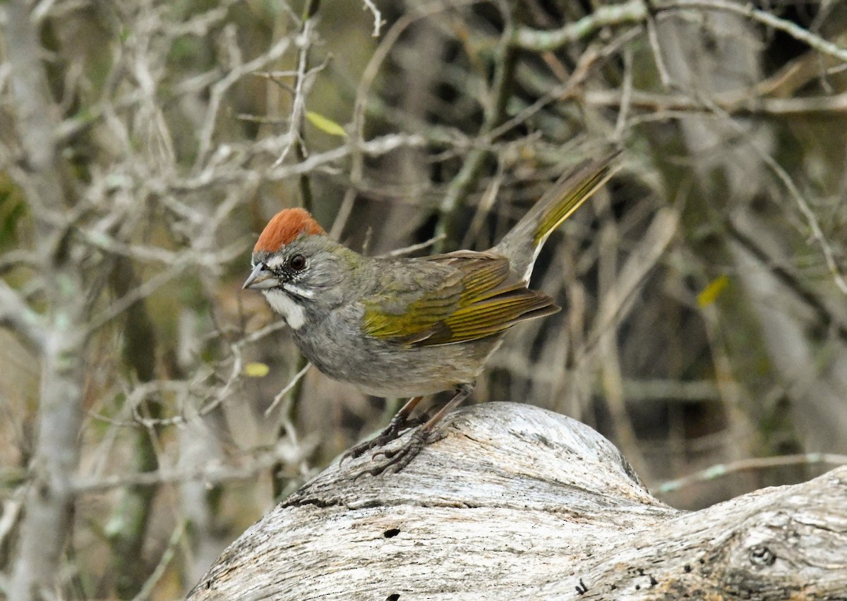 Green-tailed Towhee - Ezekiel Dobson