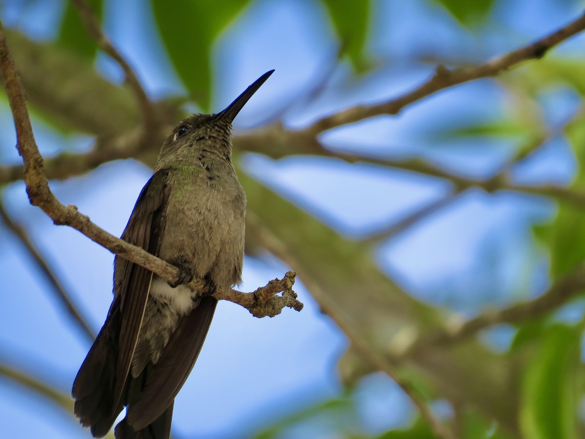 Sombre Hummingbird - Clarisse Odebrecht