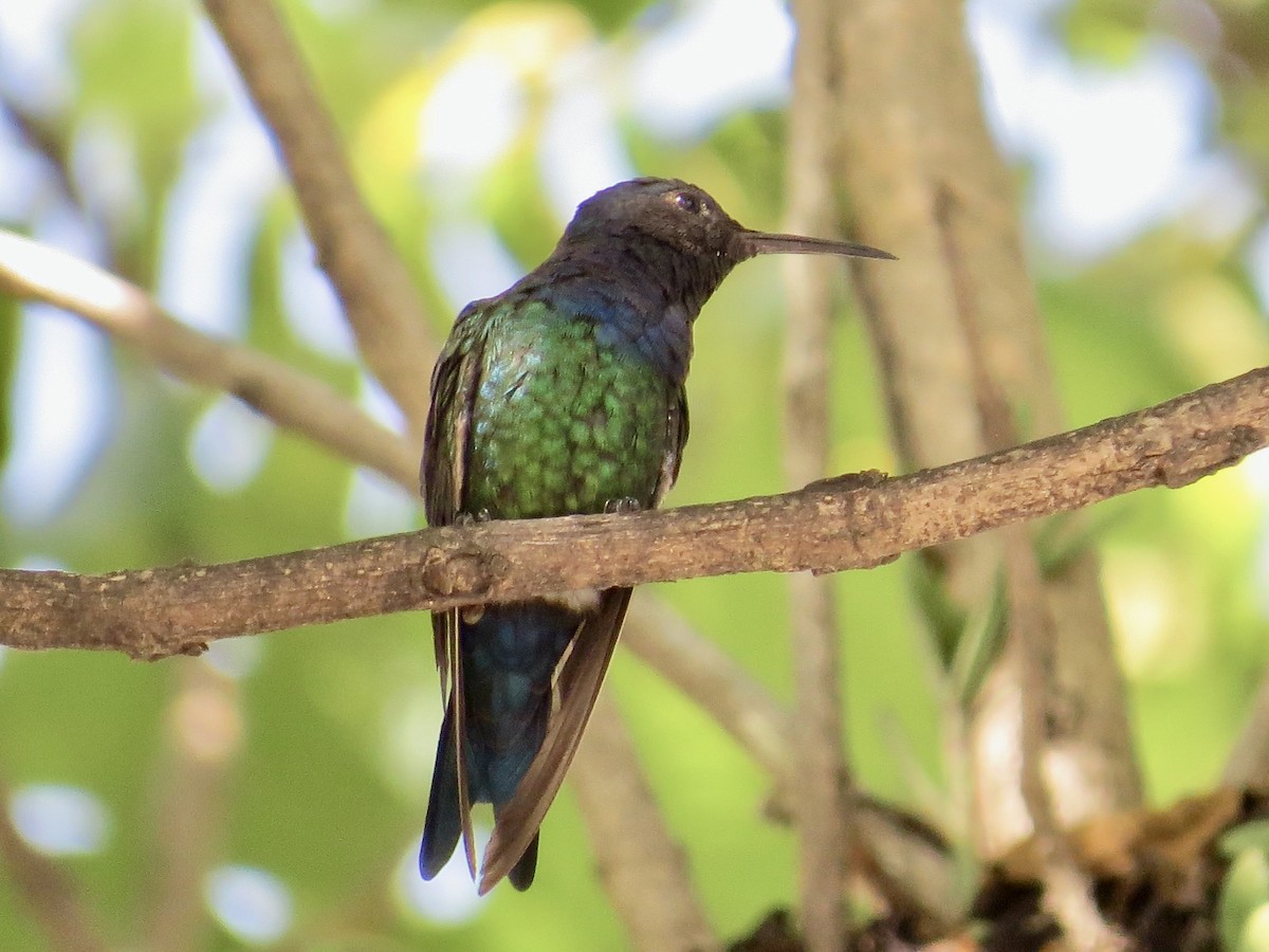 Swallow-tailed Hummingbird - ML305912861