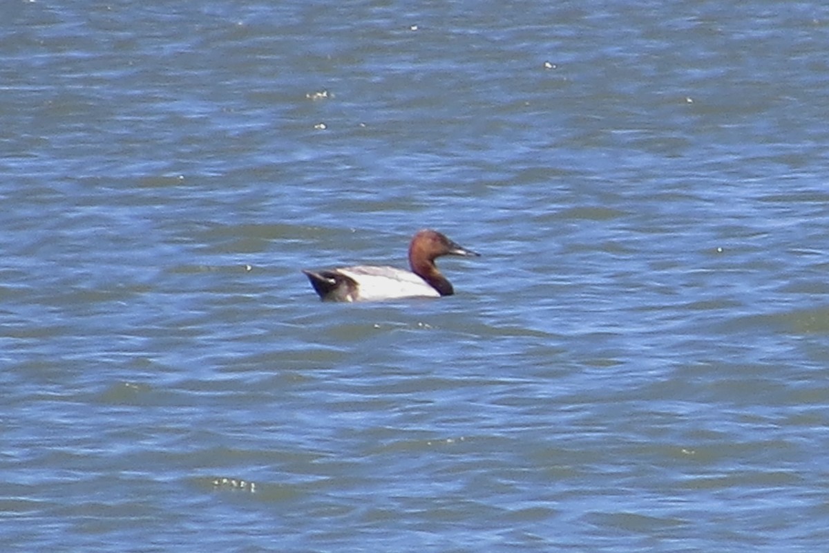 Canvasback - ML30591291