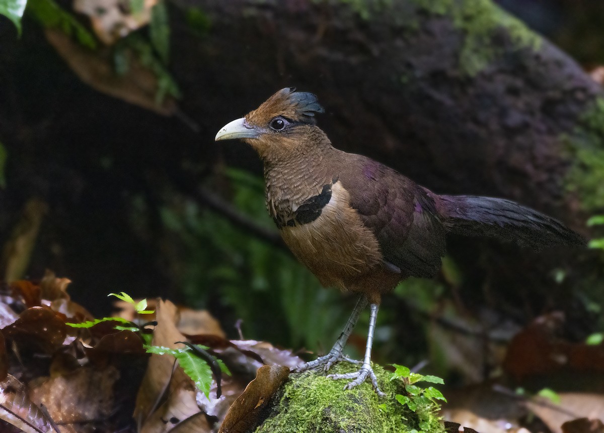 Rufous-vented Ground-Cuckoo - ML305913131