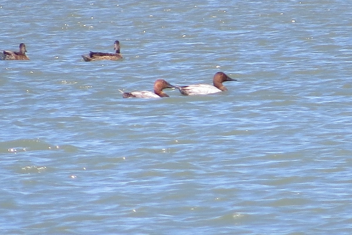 Canvasback - ML30591341