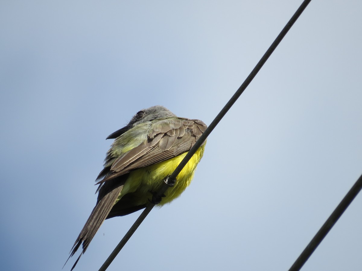 Tropical Kingbird - ML305914011