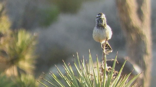 Cactus Wren - ML305914831