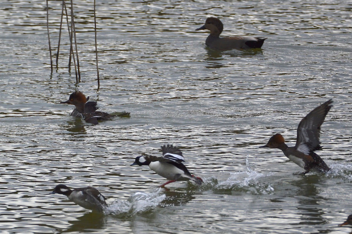 Bufflehead - ML305916011