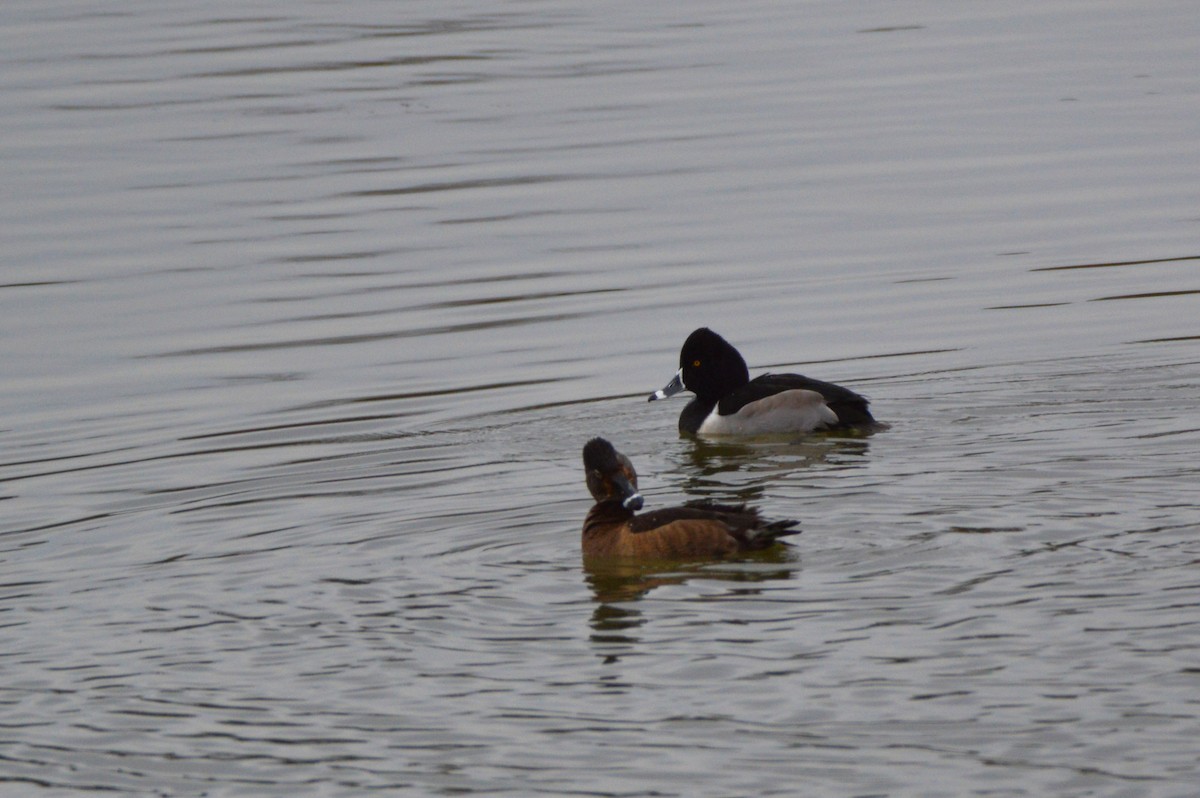 Ring-necked Duck - ML305916341