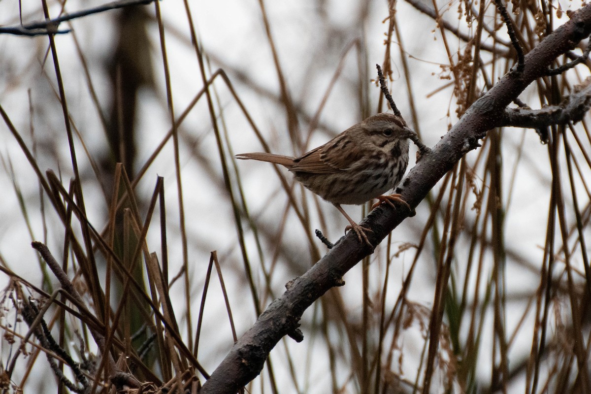 Song Sparrow - ML305918831