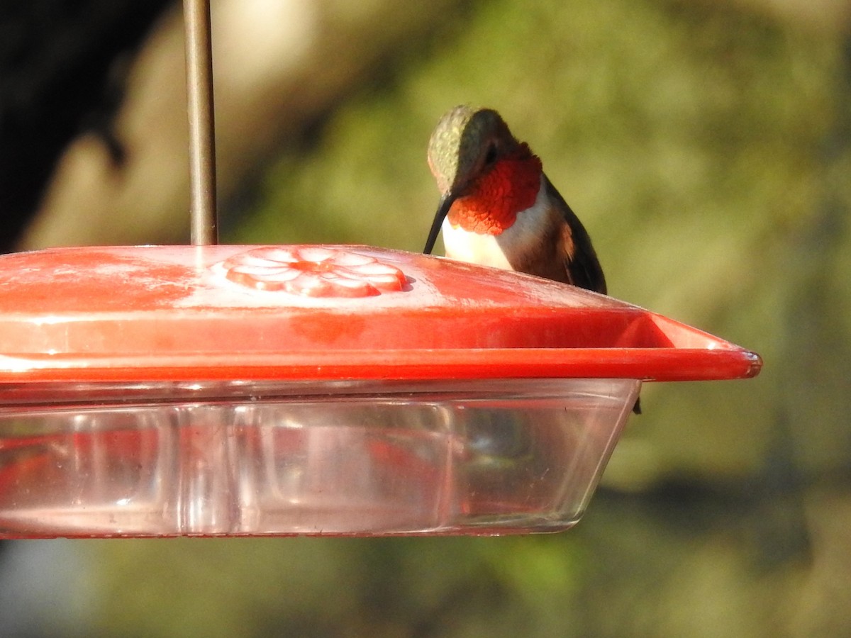 Colibrí de Allen - ML305920811